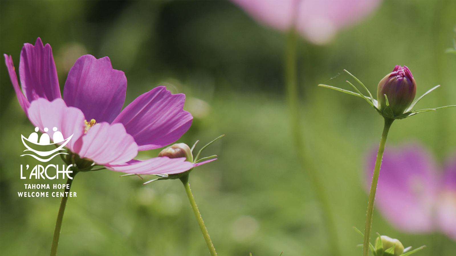 Cosmos L Arche Tahoma Hope